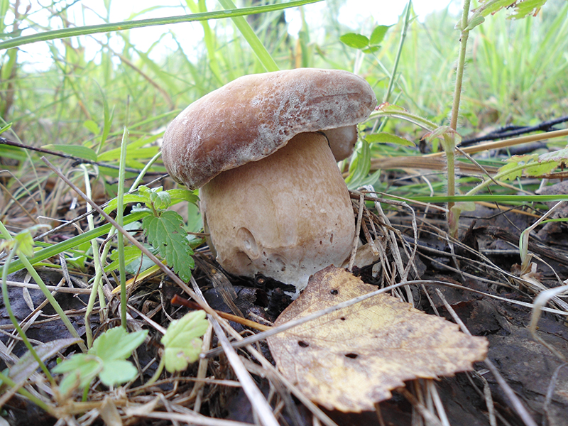 Белый гриб настоящий (лат. Boletus edulis)