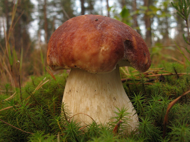 Белый гриб сосновый (лат. Boletus pinophilus)