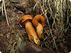 Моховик древесный (лат. Buchwaldoboletus lignicola)