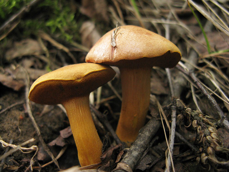 Перечный гриб (лат. Chalciporus piperatus)