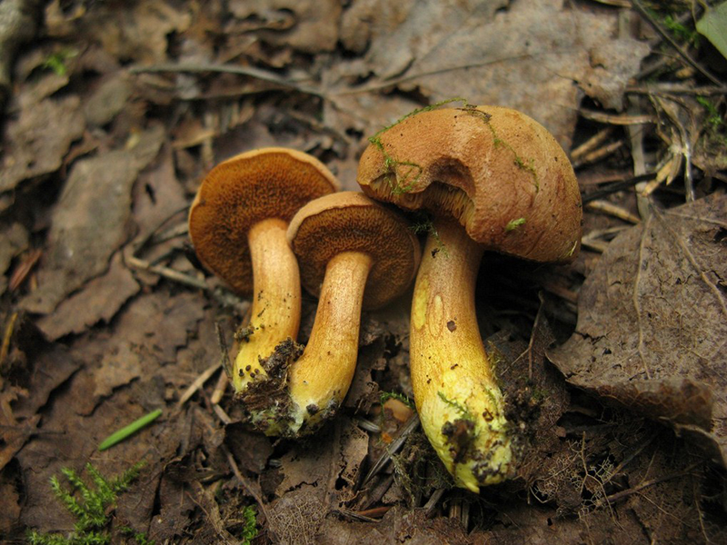 Перечный гриб (лат. Chalciporus piperatus)