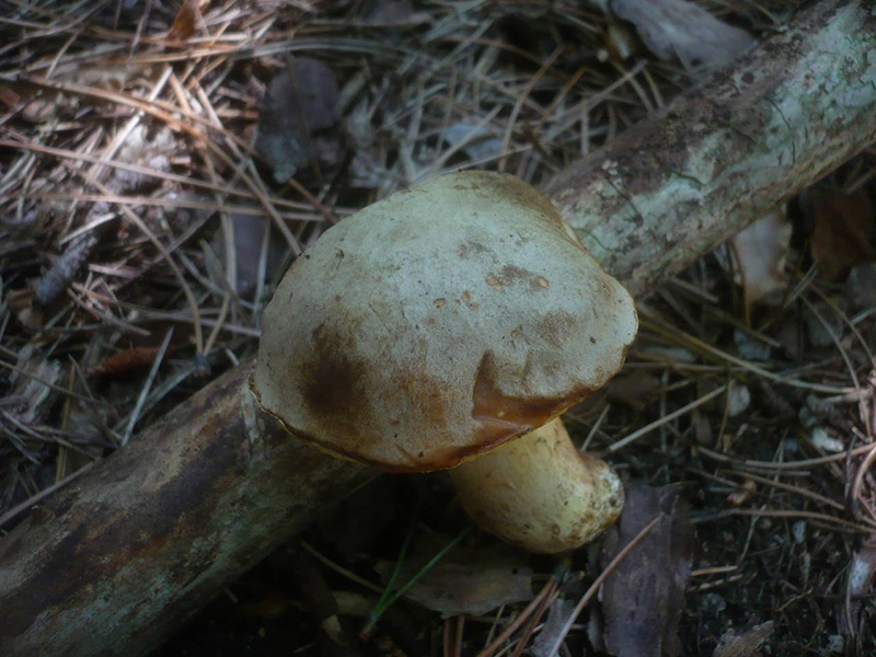 Полубелый гриб (лат. Hemileccinum impolitus)