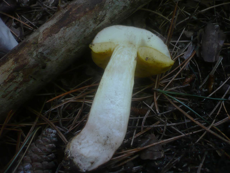 Полубелый гриб (лат. Hemileccinum impolitus)