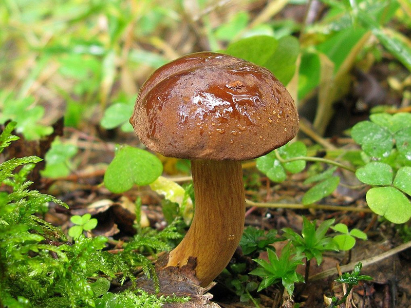 Польский гриб (лат. Imleria badia)
