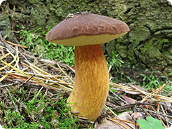Польский гриб (лат. Imleria badia)