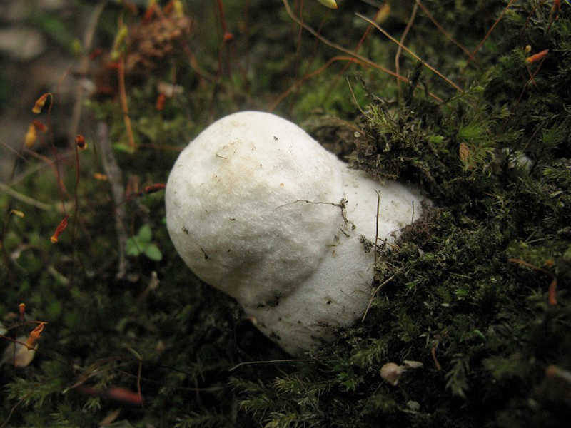Подосиновик белый (лат. Leccinum percandidum)