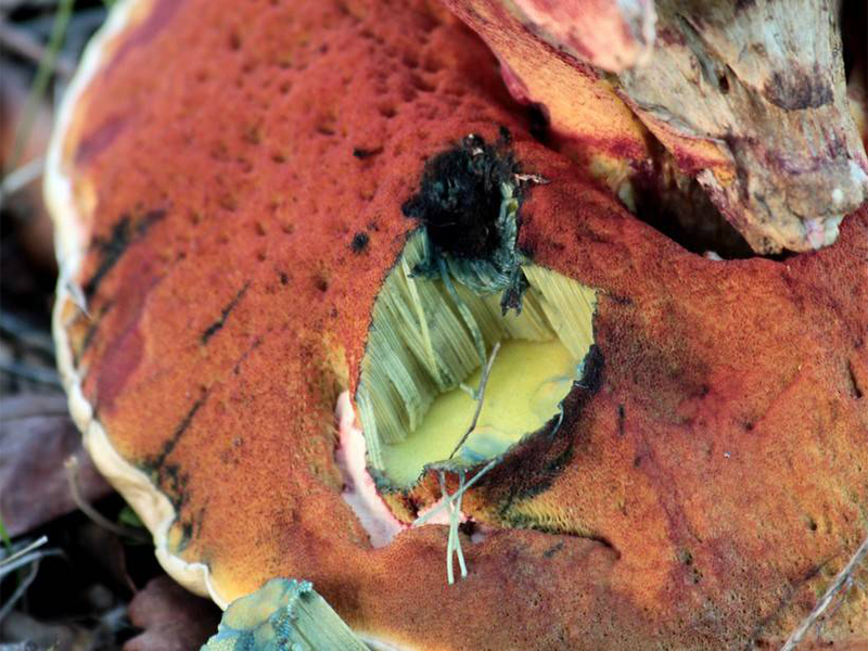 Дубовик крапчатый (лат. Neoboletus erythropus)