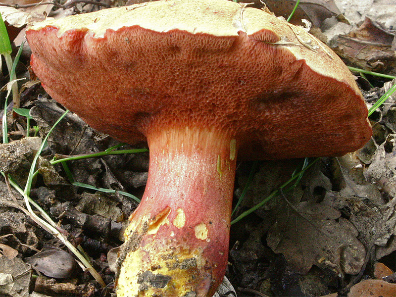 Перечный гриб рубиновый (лат. Rubinoboletus rubinus)