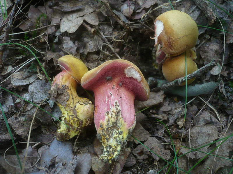 Перечный гриб рубиновый (лат. Rubinoboletus rubinus)