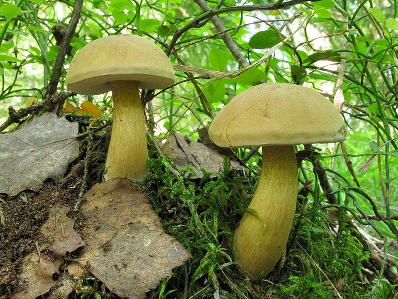 Желчный гриб (лат. Tylopilus felleus)