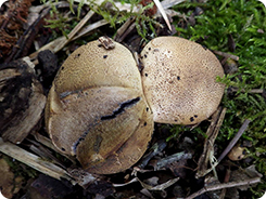 Ложнодождевик луковичный (лат. Scleroderma cepa)