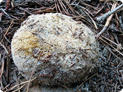 Ложнодождевик звездчатый (лат. Scleroderma polyrhizum)