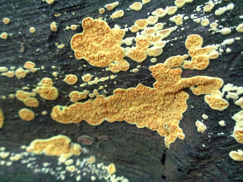 Псевдомерулиус золотистый (лат. Pseudomerulius aureus)